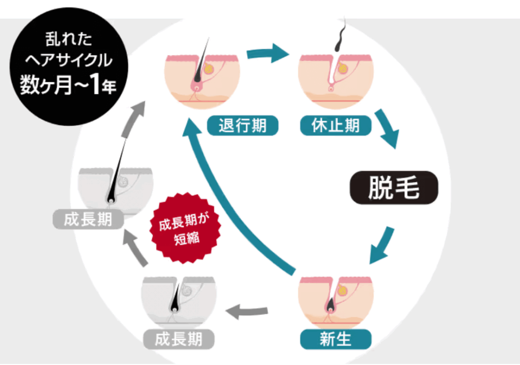 ヘアサイクルが乱れた場合の画像